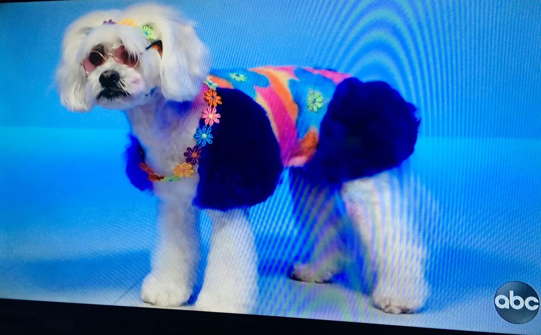 '60s-styled dog groom by Deb Compton